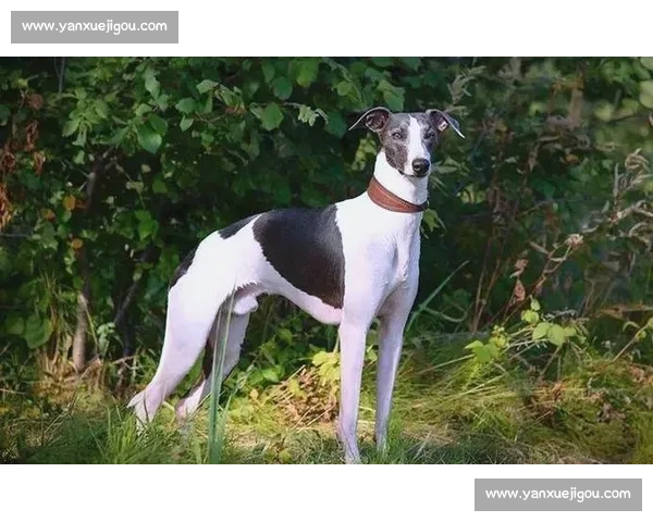 惠比特犬竞赛盛况回顾与技巧分享:如何培养一只优秀的比赛犬 惠比特犬竞赛盛况回顾与技巧分享:如何培养一只优秀的比赛犬